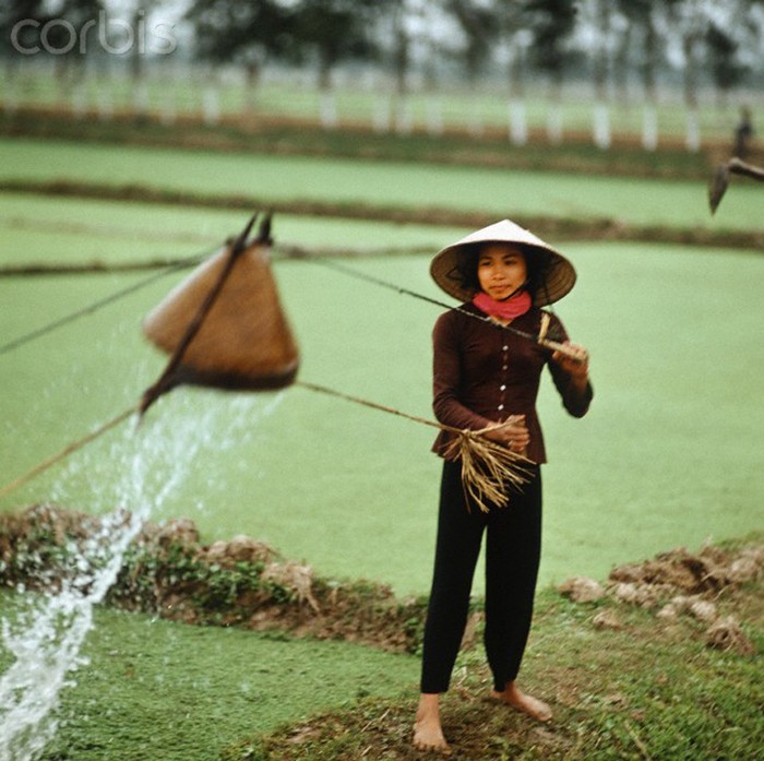 Một phụ nữ miền Bắc Việt Nam đầu đội nón lá đang tát nước từ mương vào ruộng. Ảnh chụp tại tỉnh Nam Hà (cũ) 1973. Ảnh: Werner Schulze/dpa/Corbis